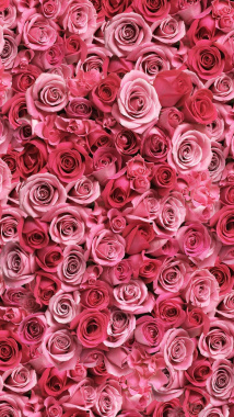 粉色玫瑰花唯美H5背景背景