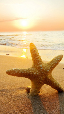 黄色海边落日海星H5背景素材背景