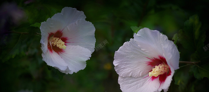 摄影两朵木槿花jpg_88icon https://88icon.com 摄影 木槿花 夏天 秋天 服装 海报banner 风景