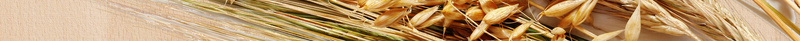 小麦水稻创意有机大米海报模板背景素材psd设计背景_88icon https://88icon.com 创意模板 小麦水稻 环保健康 绿色食品 粮油店 水晶大米 珍惜粮食 有机大米 广告设计 海报背景 温暖