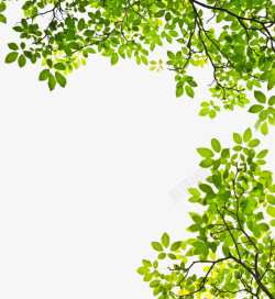国槐精美手绘绿色树叶边框素材高清图片