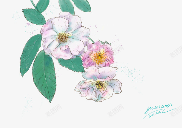 五月蔷薇花水彩画png免抠素材_88icon https://88icon.com 花 蔷薇花 插画 动画 水彩画