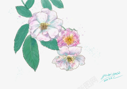五月蔷薇花水彩画素材