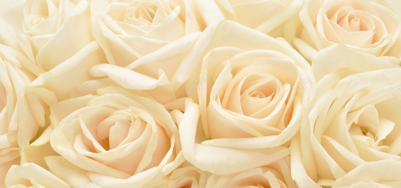 浪漫白玫瑰团花背景