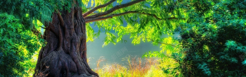 摄影自然美景如画jpg设计背景_88icon https://88icon.com 自然景观 树木 河流 夏天 叶子 摄影 海报banner 风景