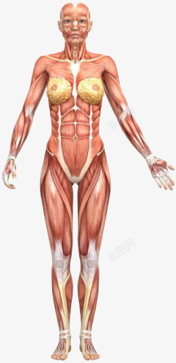 正面肌肉女性人体结构肌肉图高清图片