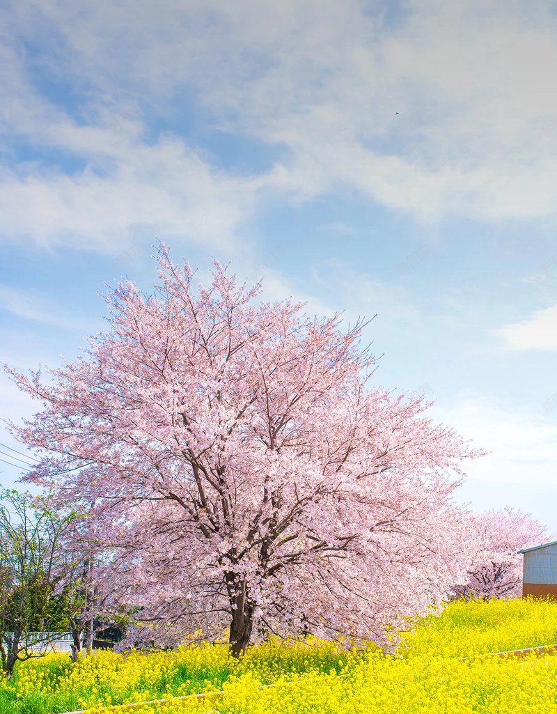 樱花油菜花地背景jpg设计背景_88icon https://88icon.com 油菜花 粉红色 樱花 浪漫 背景 黄色 文艺 小清新 简约