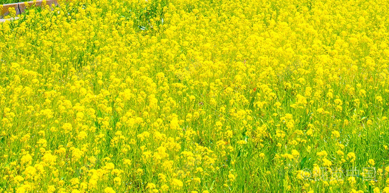 樱花油菜花地背景jpg设计背景_88icon https://88icon.com 油菜花 粉红色 樱花 浪漫 背景 黄色 文艺 小清新 简约