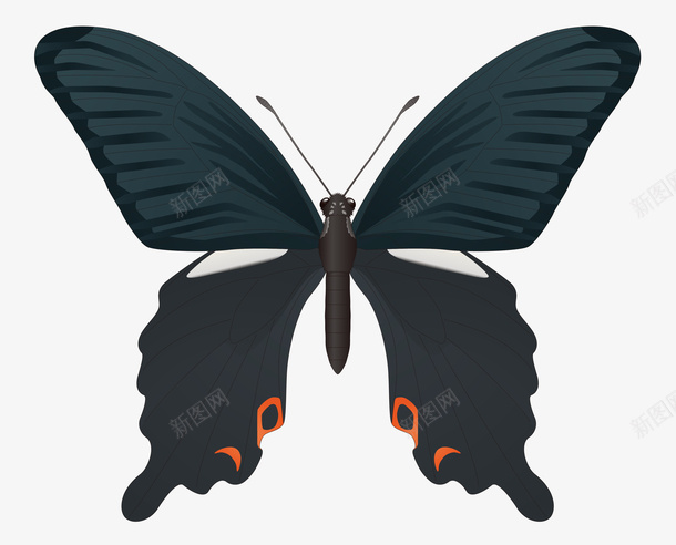 昆虫蝴蝶图片素材png免抠素材_88icon https://88icon.com PNG PNG图片 动态蝴蝶 彩色蝴蝶 彩色蝴蝶PNG图片 昆虫 蝴蝶