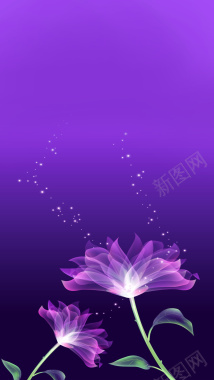 紫色透明花朵H5背景背景
