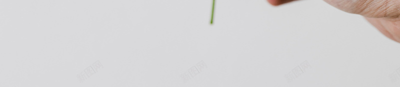 简单植物礼物白色菊花高清jpg设计背景_88icon https://88icon.com 菊花 高清 背景 白色