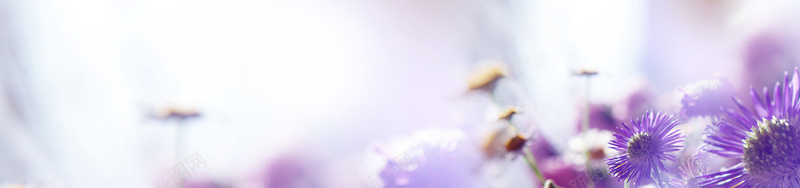 唯美紫色花朵梦幻海报背景背景