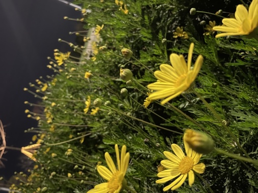 植物花自然黄花背景