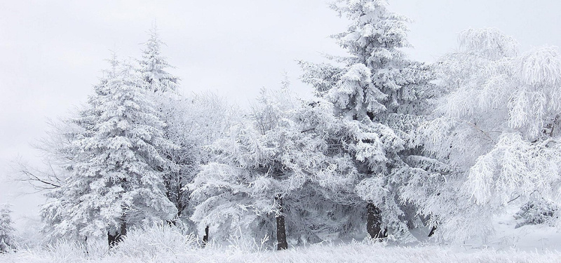 雪中的树林背景装饰背景
