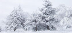 白桦林雪中的树林背景装饰高清图片