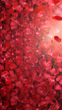 花瓣玫瑰红色光线背景素材背景