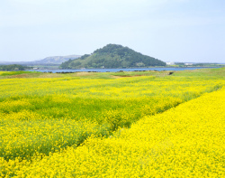 绿色环保景色油菜花山间田野清晨阳光花海高清图片