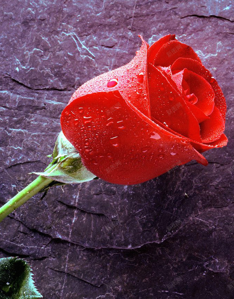 红玫瑰H5背景jpg设计背景_88icon https://88icon.com 情人节 玫瑰 红色 节日 花卉 H5背景 浪漫 H5 h5 梦幻