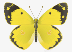 黄色蝴蝶PNG图片素材素材