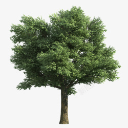 地球绿化真实的大绿树高清图片