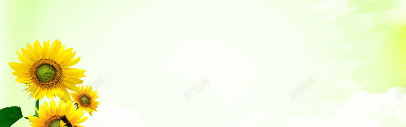 向日葵花瓣飘落绿色jpg设计背景_88icon https://88icon.com 海报banner