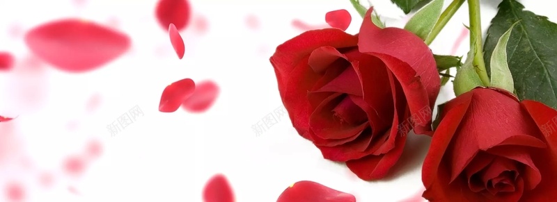 红色浪漫玫瑰背景