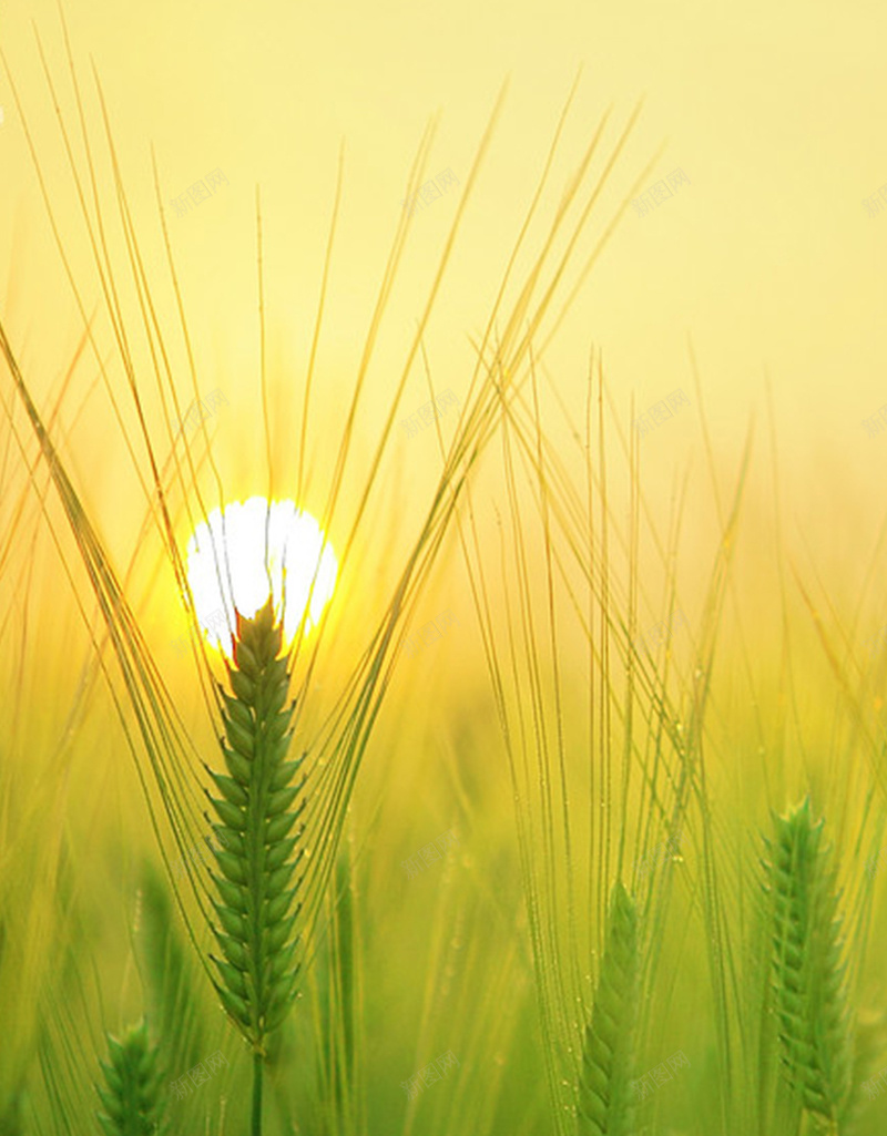 嫩绿的麦穗H5背景jpg设计背景_88icon https://88icon.com 幸福 绿色 金色 阳光 麦穗 文艺 小清新 简约