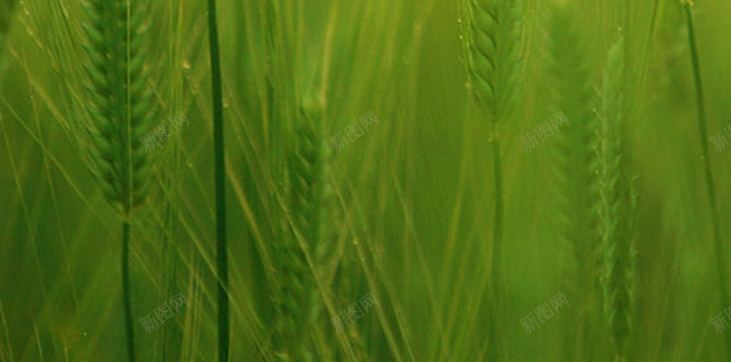 嫩绿的麦穗H5背景jpg设计背景_88icon https://88icon.com 幸福 绿色 金色 阳光 麦穗 文艺 小清新 简约
