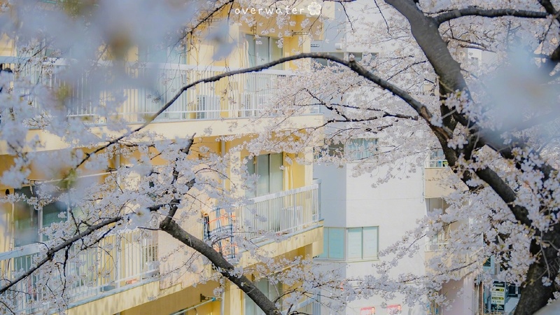 穿过樱花回望教学楼jpg设计背景_88icon https://88icon.com 青春 教学楼 樱花 校园