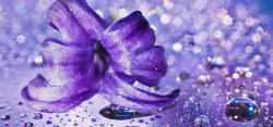 盛开树木紫色花朵背景高清图片