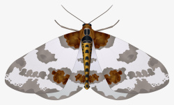 彩色蝴蝶昆虫图片素材素材