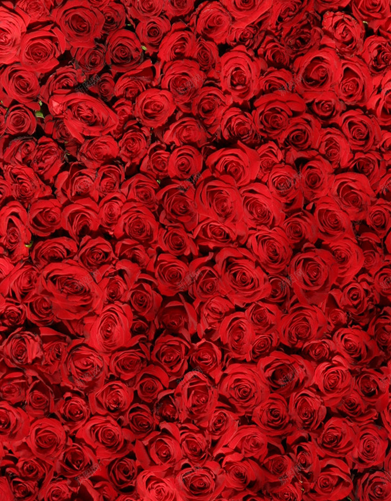 情人节玫瑰花H5背景jpg设计背景_88icon https://88icon.com 情人节 玫瑰花 浪漫 花朵 花 铺满整个背景的玫瑰花 H5 H5背景 梦幻