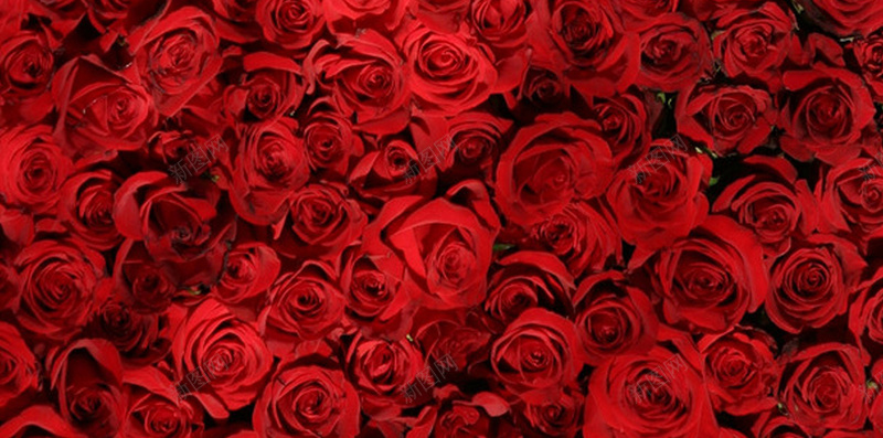 情人节玫瑰花H5背景jpg设计背景_88icon https://88icon.com 情人节 玫瑰花 浪漫 花朵 花 铺满整个背景的玫瑰花 H5 H5背景 梦幻