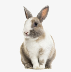 一只兔子透明图素材