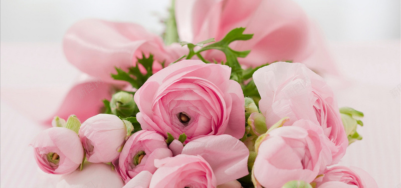 粉色漂亮的粉色玫瑰图片背景