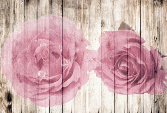 粉色玫瑰刷墙背景素材背景