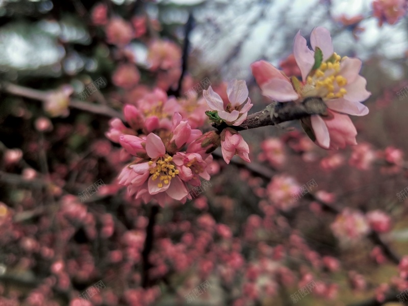 春日花朵背景jpg设计背景_88icon https://88icon.com 花朵 春日 背景 盛开