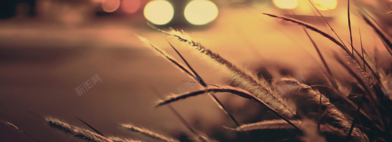 金色秋天收获麦穗背景jpg设计背景_88icon https://88icon.com 金色 秋天 收获 麦穗 背景 摄影 海报banner 风景