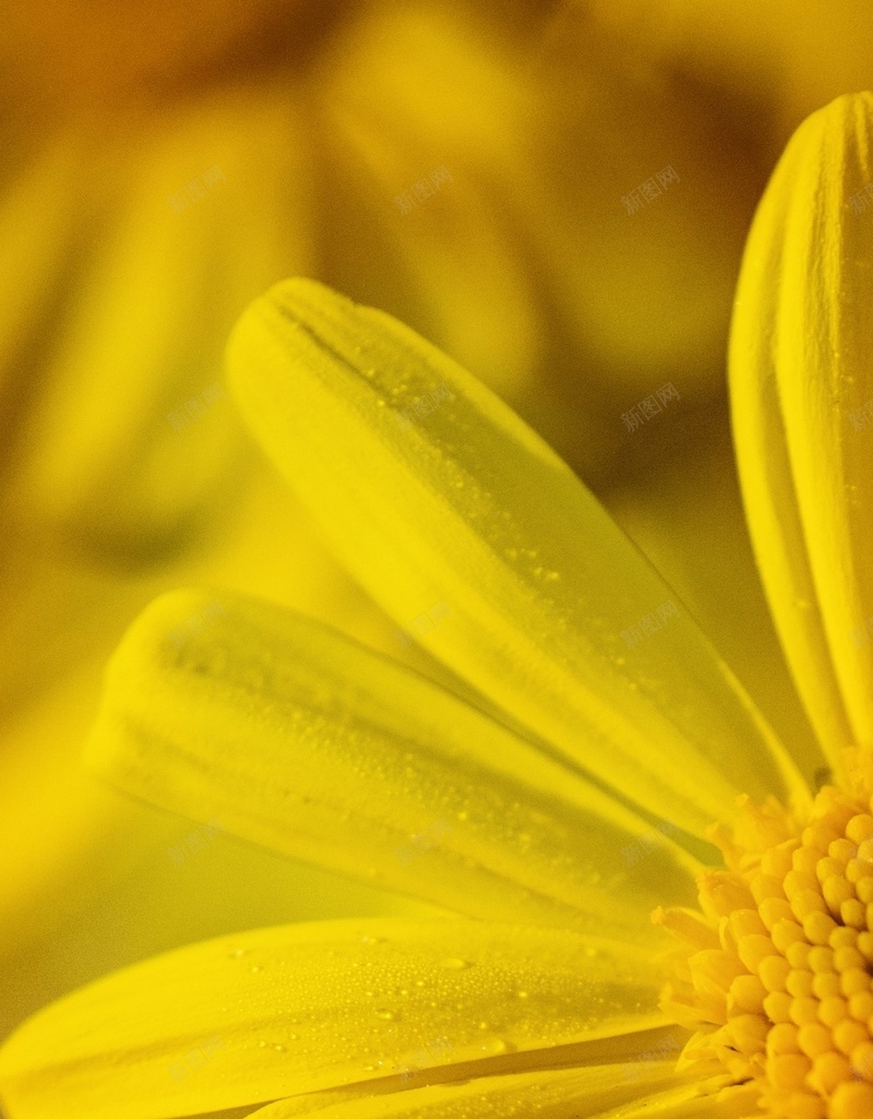 花朵的细节放大jpg设计背景_88icon https://88icon.com 叶子 花朵 黄色 小清新