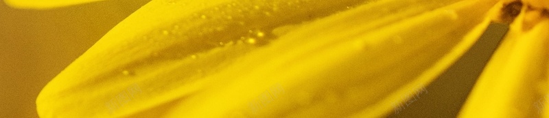 花朵的细节放大jpg设计背景_88icon https://88icon.com 叶子 花朵 黄色 小清新