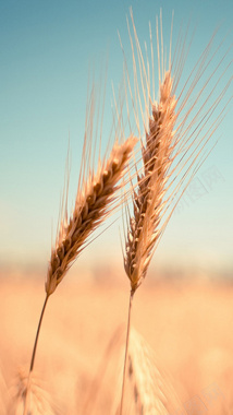 收获的麦子H5背景背景