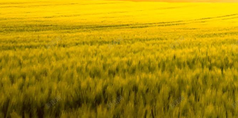 金色麦田H5背景jpg设计背景_88icon https://88icon.com 天空 彩色 星球 金色 麦田 大气 H5背景 H5 h5