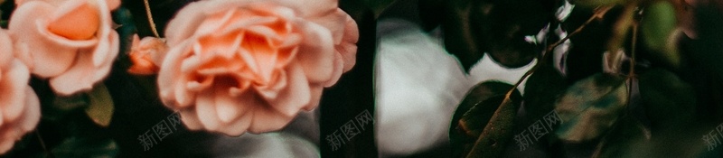 高清花开灿烂的蔷薇花jpg设计背景_88icon https://88icon.com 花朵 植物 蔷薇 玫瑰