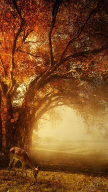 橙色光源深林H5背景素材背景