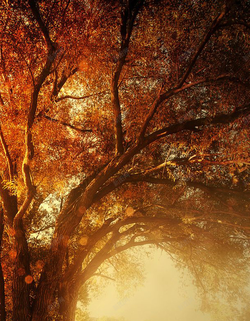 橙色光源深林H5背景素材jpg设计背景_88icon https://88icon.com 树木 动物 深林 橙色 摄影 H5 h5 风景