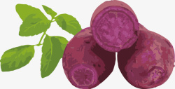 紫薯矢量紫薯绿色植物绿叶高清图片