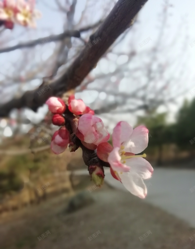 春暖花开的时节jpg设计背景_88icon https://88icon.com 桃花 氛围 美丽 向往