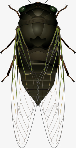 昆虫蝉PNG图片素材