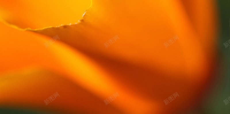 橘黄色梦幻枫叶风景H5背景图片jpg设计背景_88icon https://88icon.com 橘黄色 梦幻 枫叶 风景 背景 H5 图片 摄影