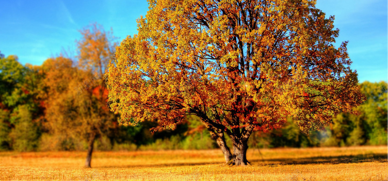 金色的秋天jpg设计背景_88icon https://88icon.com 树 秋天 秋天的颜色 秋天树叶 秋 金色的秋天 海报banner 摄影 风景